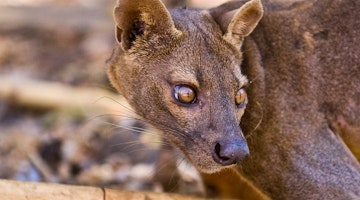 10 Strange Animals and Where to Go to See them