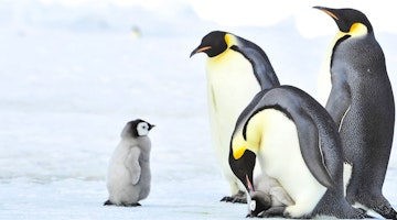 Attenborough's Dynasties: top trips to follow in the footsteps of the BBC Natural History Unit