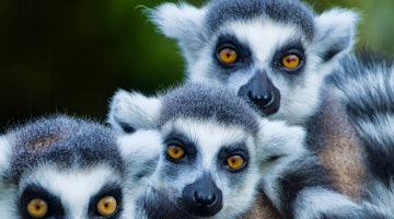 Madagascar In Conversation With Hilary Bradt