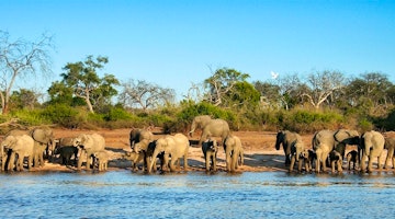 Meeting the wildlife in Botswana