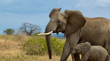 Top five South Africa Safari lodges