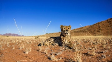 Top five safaris for responsible travellers
