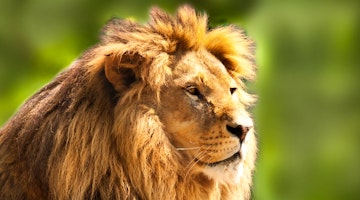 Top six Africa safari spots to spot big cats