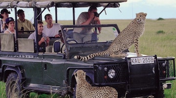 Wildlife in Kenya: National Park Vs. Conservancy
