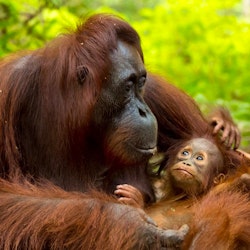 Borneo Wildlife Holidays