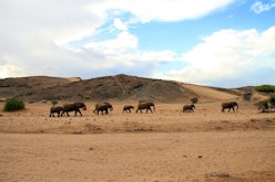 Desert Elephant Tracking