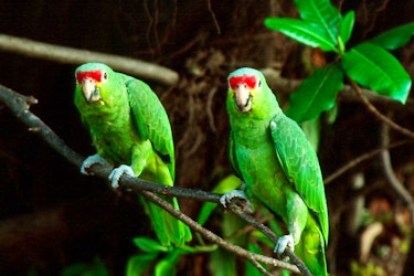 Discover Belize