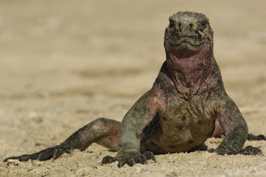 Simply Galapagos