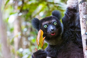 Madagascar Wildlife Discovery Tours 2024 & 2025 image 1