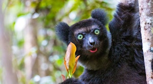 Madagascar Wildlife Discovery Tours 2023 & 2024