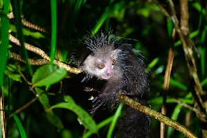 Madagascar Wildlife Holidays
