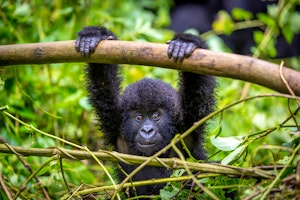 Ultimate Uganda & Rwanda Wildlife and Conservation Small Group Tour, September 2024 & 2025 image 1