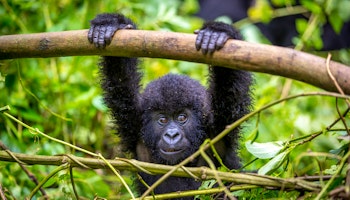 Ultimate Uganda & Rwanda Wildlife and Conservation Small Group Tour, September 2024 & 2025 image 1