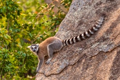 Anja Guided Ringtailed lemurs visit