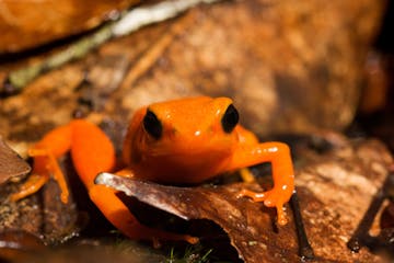 Andasibe-Mantadia National Park