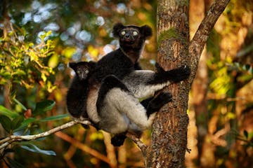 Andasibe-Mantadia National Park - Antananarivo