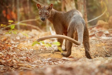 Antananarivo - Morondava (flight) - Kirindy Forest 