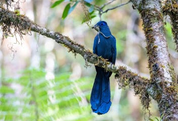 Andasibe-Mantadia National Park