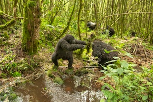Rwanda Gorilla Express image 1