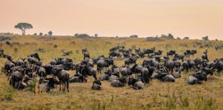 Kenya Safari Holidays