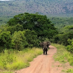 Rwanda Safari Holidays