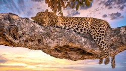 Botswana Safari Holidays