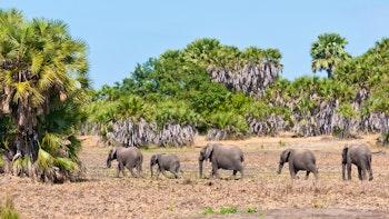 Tanzania Selous Safari and Zanzibar Honeymoon image 1