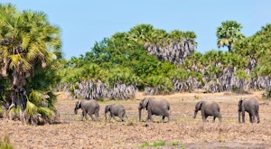 Tanzania Selous Safari and Zanzibar Honeymoon