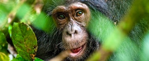 Chimp Tracking in Rwanda