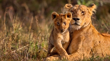 Top 5 First Time Safari Destinations