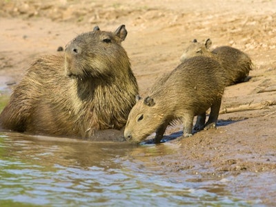 10 Weird Animals (And Where to Go to See Them) | Rainbow Tours 10 Weird Animals (And Where to Go to See Them) | Rainbow Tours