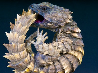 10 Weird Animals (And Where to Go to See Them) | Rainbow Tours 10 Weird Animals (And Where to Go to See Them) | Rainbow Tours