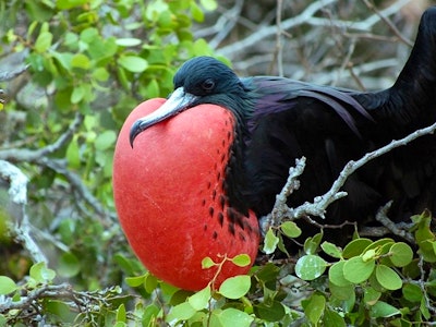 Strangest Animals On Earth Strangest Animals On Earth