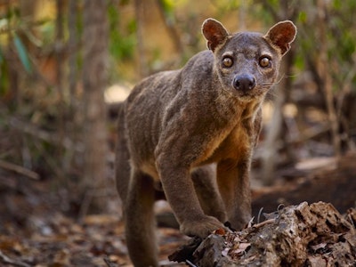 10 Weird Animals (And Where to Go to See Them) | Rainbow Tours 10 Weird Animals (And Where to Go to See Them) | Rainbow Tours