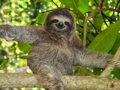 10 Weird Animals (And Where to Go to See Them) | Rainbow Tours 10 Weird Animals (And Where to Go to See Them) | Rainbow Tours