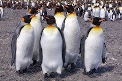 King Penguin Park at Useless Bay