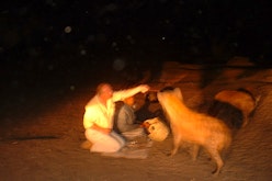 Harar - Hyena-feeding attendance