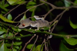 Montagne d'Ambre guided night walk