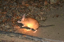 Kirindy Forest guided night walk