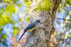 Ankarafantsika guided wildlife walk