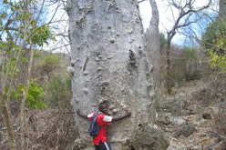 Montagne des Francais Baobab trail