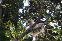 Marojejy National Park guided expeditions