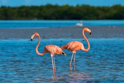 Celestun and Pink Flamingos