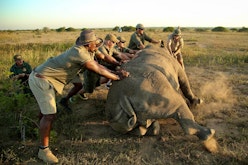 Rhino conservation with &Beyond Phinda Game Reserve