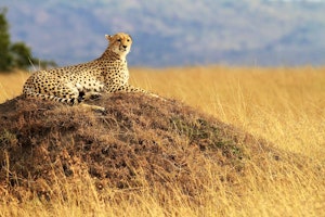 Big Cat Masai Mara & Samburu Safari image 1