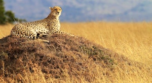Big Cat Masai Mara & Samburu Safari