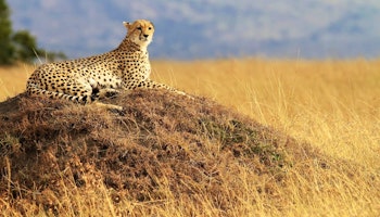 Big Cat Masai Mara & Samburu Safari image 1