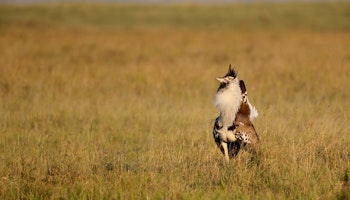 Birding and Wildlife in Kenya's Great Rift Valley image 1