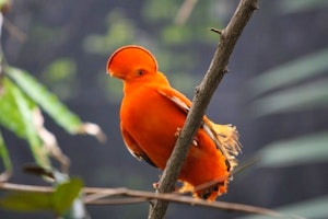 Birdwatching in Guyana image 1