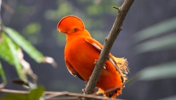 Birdwatching in Guyana image 1
